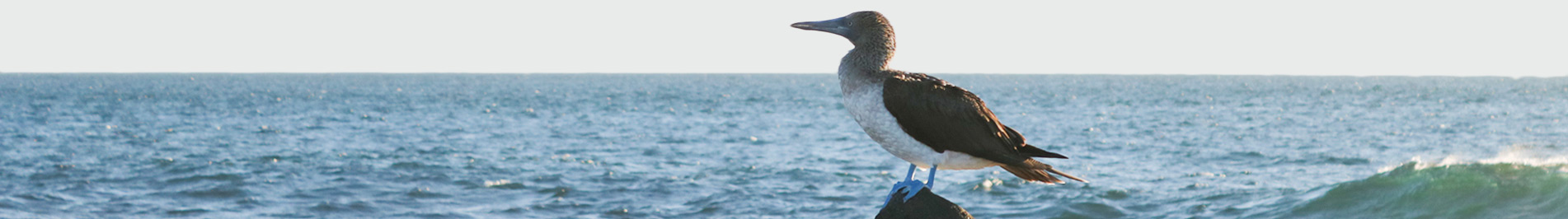 day trip to north seymour island