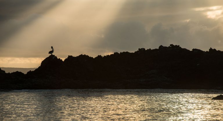Bachas Beach - Santa Cruz in the Galapagos Islands landscape silhouette of a pelican