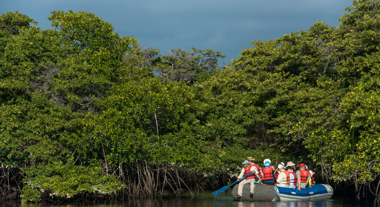 Black Turtle Cove - Santa Cruz in the Galapagos view of mangrove and tourist in panga with a experienced guide