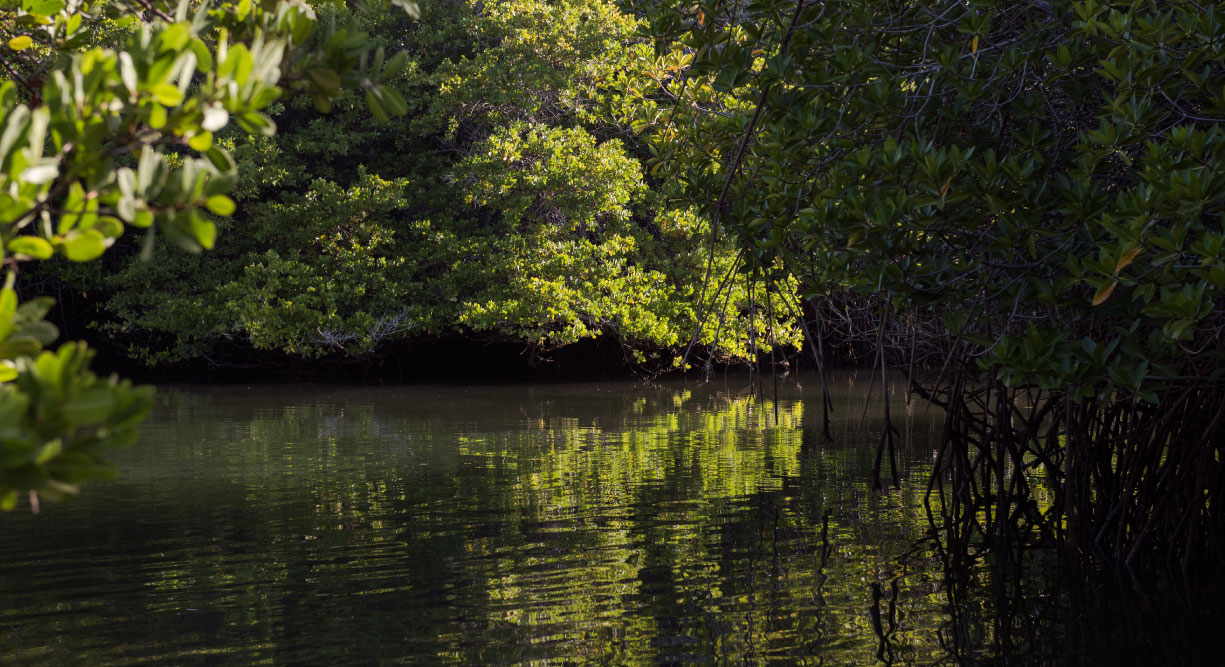 Black Turtle Cove - Santa Cruz in the Galapagos view of mangrove