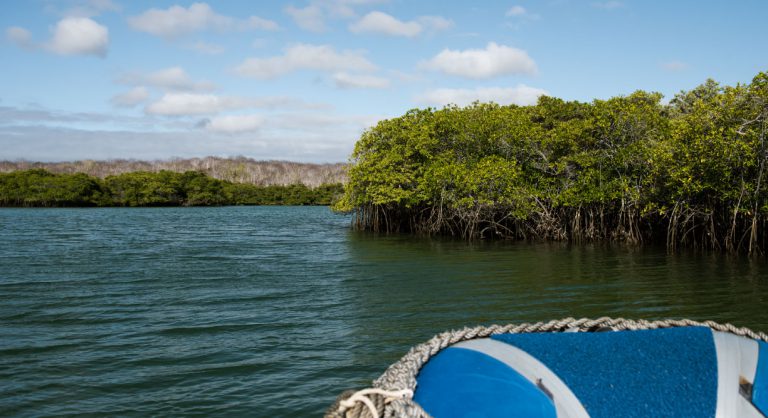 Black Turtle Cove - Santa Cruz in the Galapagos view of mangrove in panga