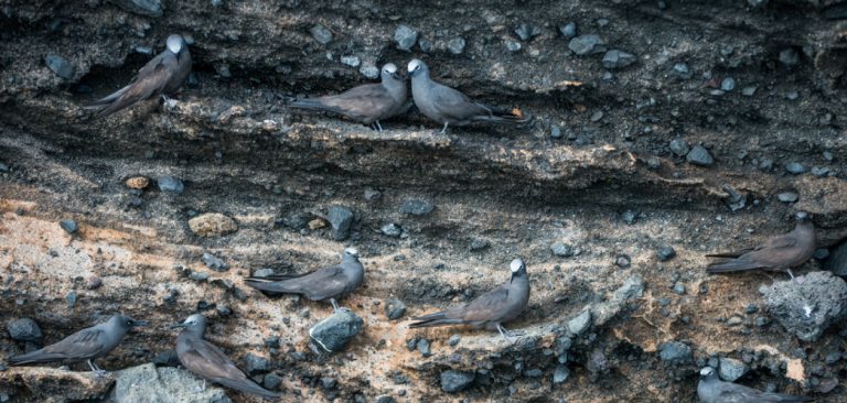 Group of Galapagos Brown Noddy resting on the wall with stones