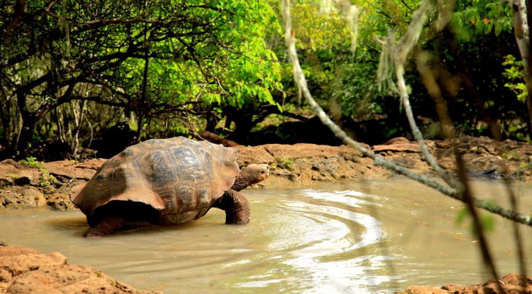 Cerro Colorado - San Cristobal in the Galapagos Islands Coral Itinerary C, view of a giant tortoises remaining in their habitat