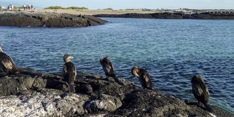 Galapagos Flightless Cormorant resting