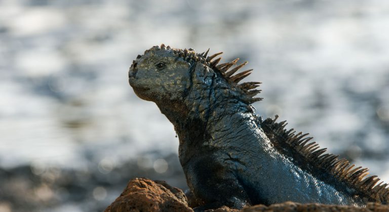 Dragon Hill - Santa Cruz in the Galapagos view of a marine iguana