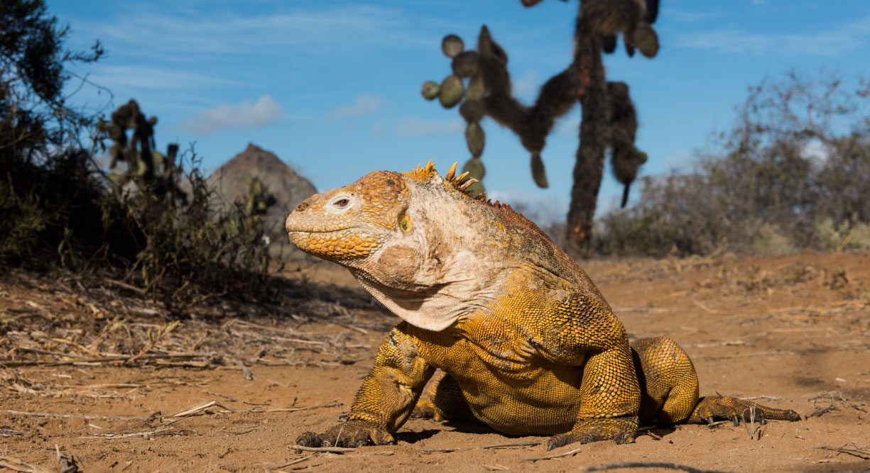 Dragon Hill - Santa Cruz in the Galapagos view of a land iguana