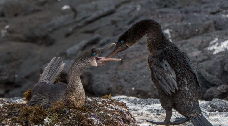 Espinoza Point with flightless cormorants in nest