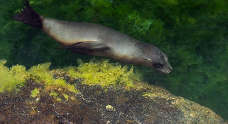 Espinoza Point IN GALAPAGOS ISLAND volcanic island with sea lion
