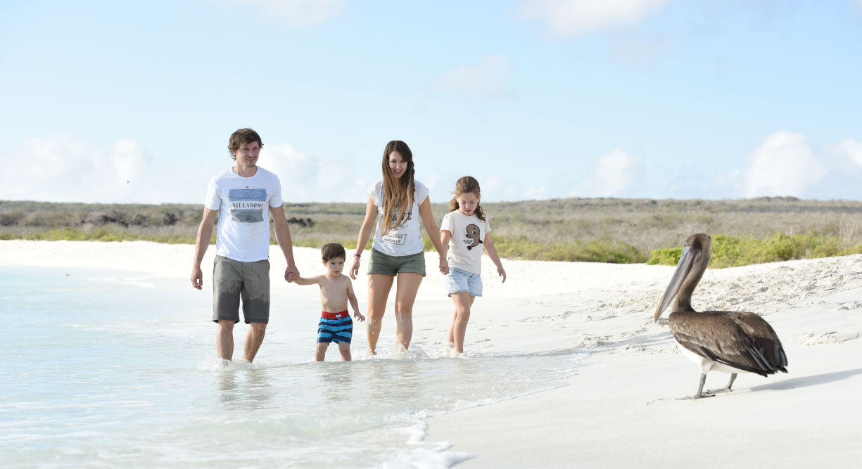 Gardner Bay - Española Islands with white sand beach, family walking and pelican