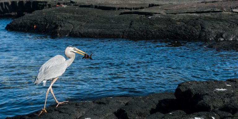 Galapagos Great Blue Heron (Ardea herodias) hunting a fish