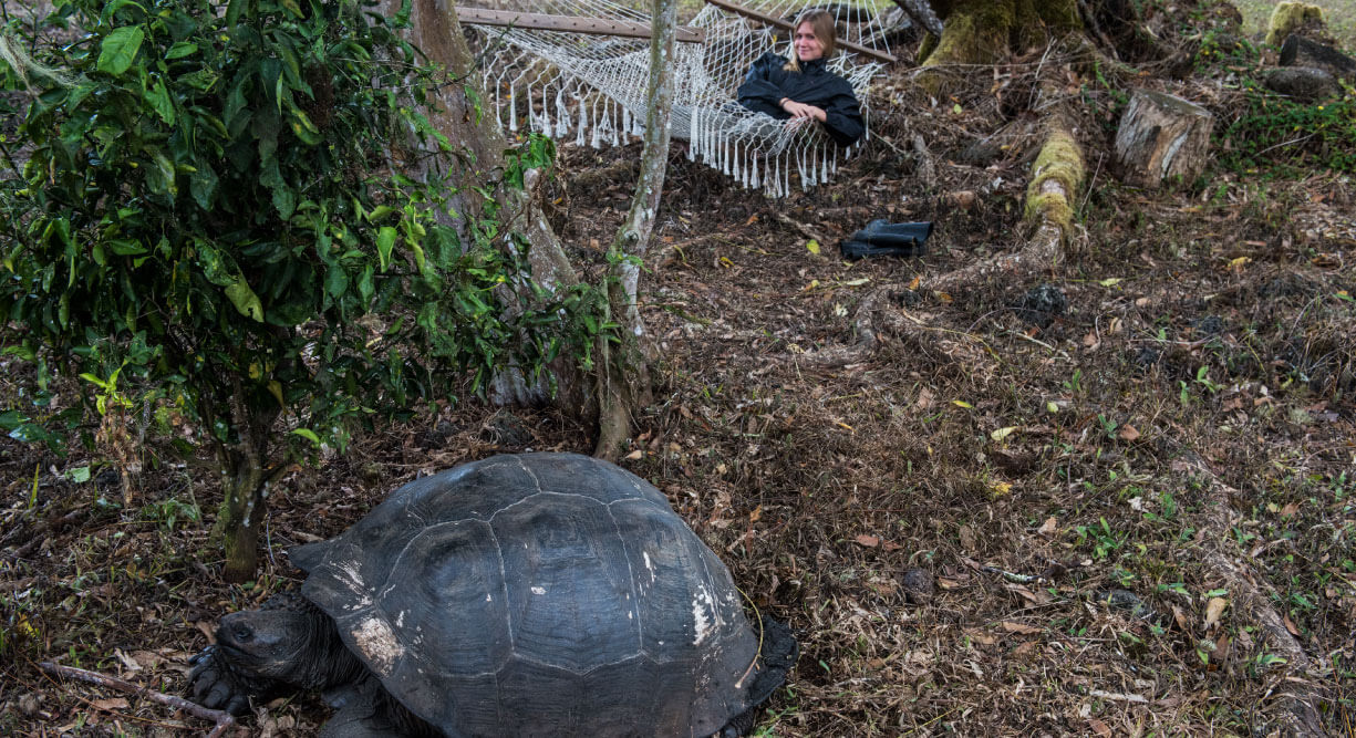 Highlands - Santa Cruz in Galapagos with tourist resting in a hammock next to a giant tortoise