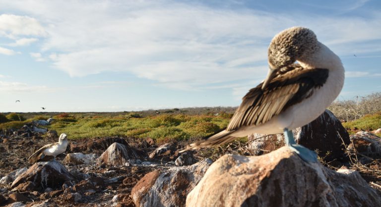 North Seymour in Galapagos Islands view of the blue footed boobie dance