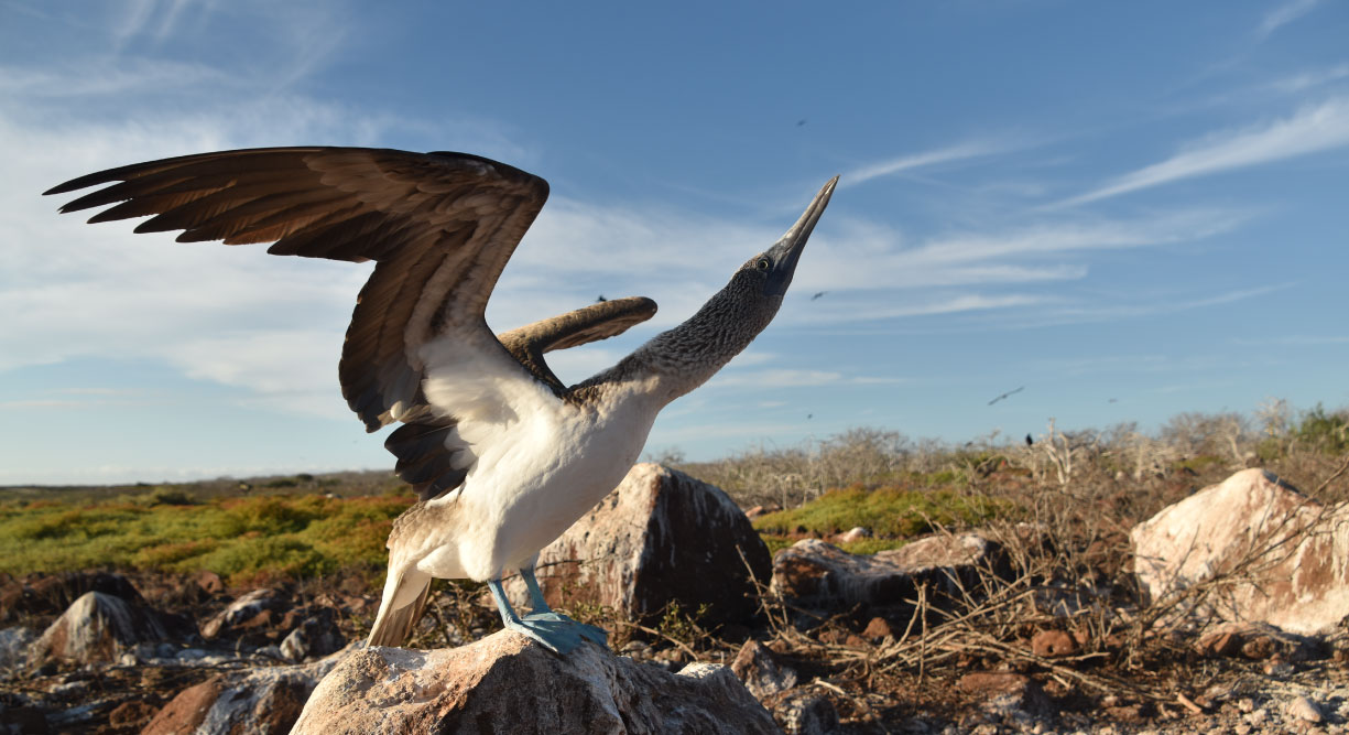 North Seymour in Galapagos Islands view of the blue footed boobie dance