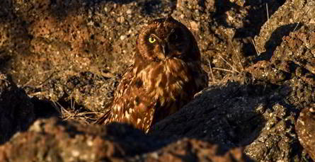 Galapagos owl in the sunset