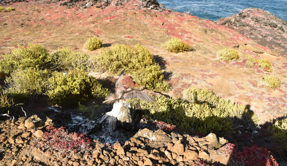 Pitt Point - San Cristobal in Galapagos Islands, view of a landscape with the sea, earth and sky with red footed boobie