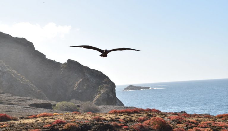 Pitt Point - San Cristobal in Galapagos Islands, view of a boobie flying over the hills