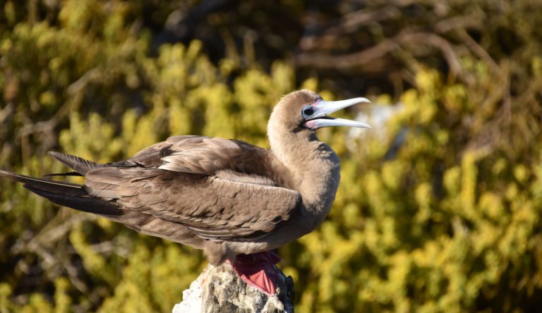 Pitt Point - San Cristobal in Galapagos Islands, view of a red footed boobie in a rock