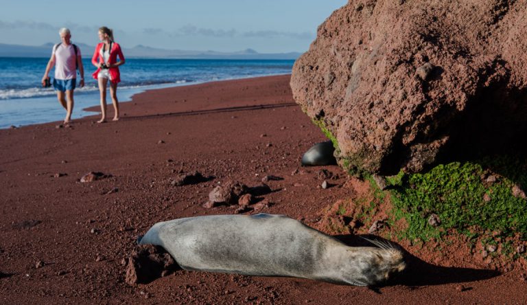 Rabida in Galapagos Islands, view of the red sand with a sea lion sunbathing and tourist walking in the beach