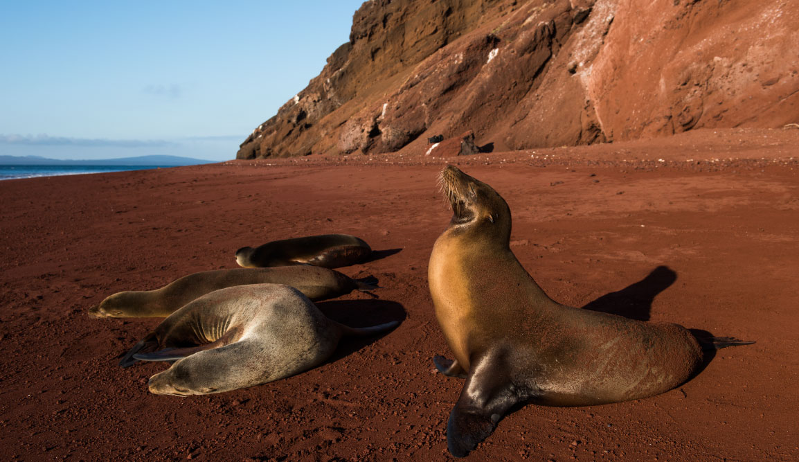 Rabida in Galapagos Islands, view of the red sand with sea lions sunbathing