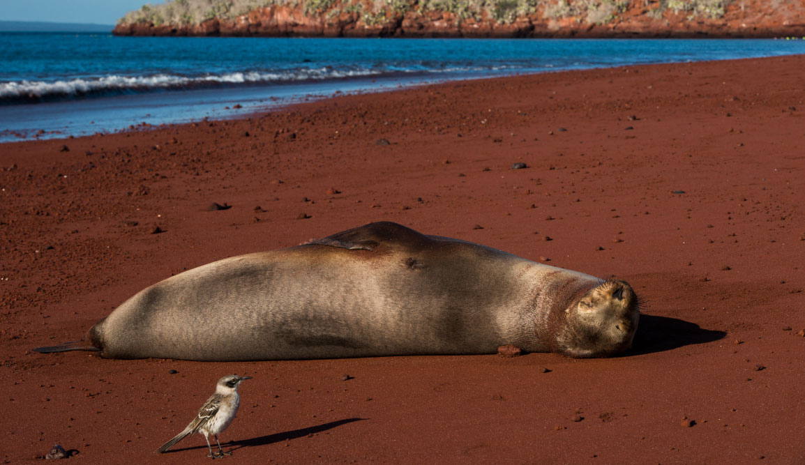 Rabida in Galapagos Islands, view of the red sand with a sea lion sunbathing