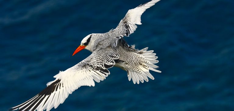 Red-billed Tropicbird, flying over the sea in Galapagos Islands