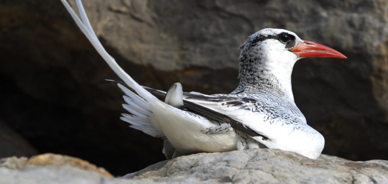 Red-billed Tropicbird, resting on the rocks in the Galapagos Islands