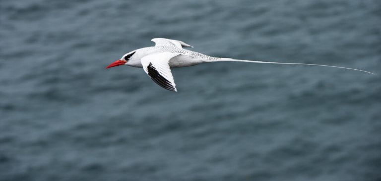Profile Red-billed Tropicbird flying above the sea in Galapagos Islands