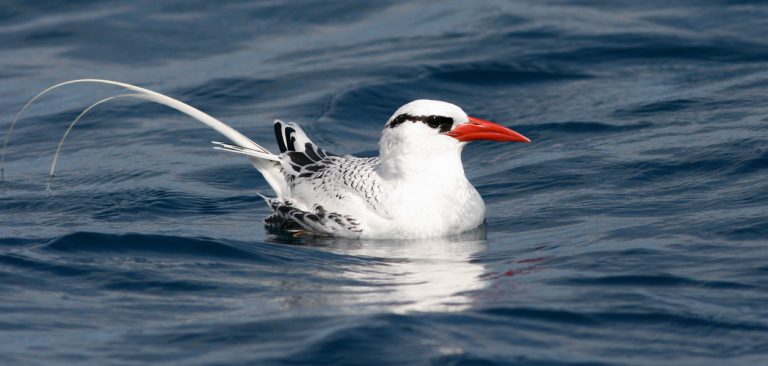 Red-billed Tropicbird, swimming in the sea in Galapagos Islands