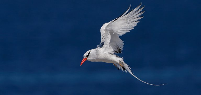 Red-billed Tropicbird flying with open wings in Galapagos Islands
