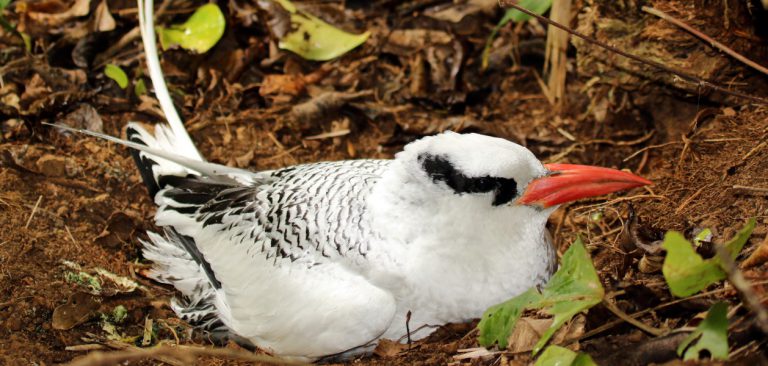 Red-billed Tropicbird, resting on the ground in Galapagos Islands