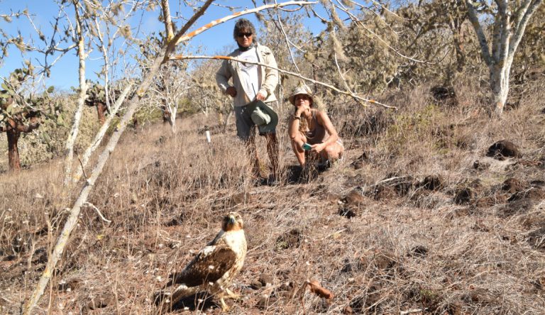 Santa Fe in Galapagos Island with Tourist looking a falcon on land