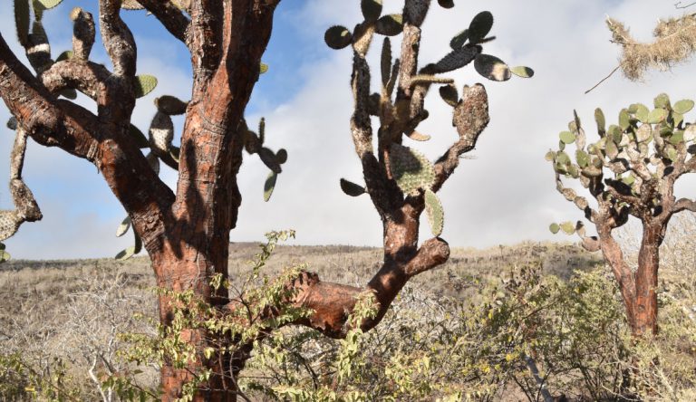 Santa Fe in Galapagos Island landscape with cactus