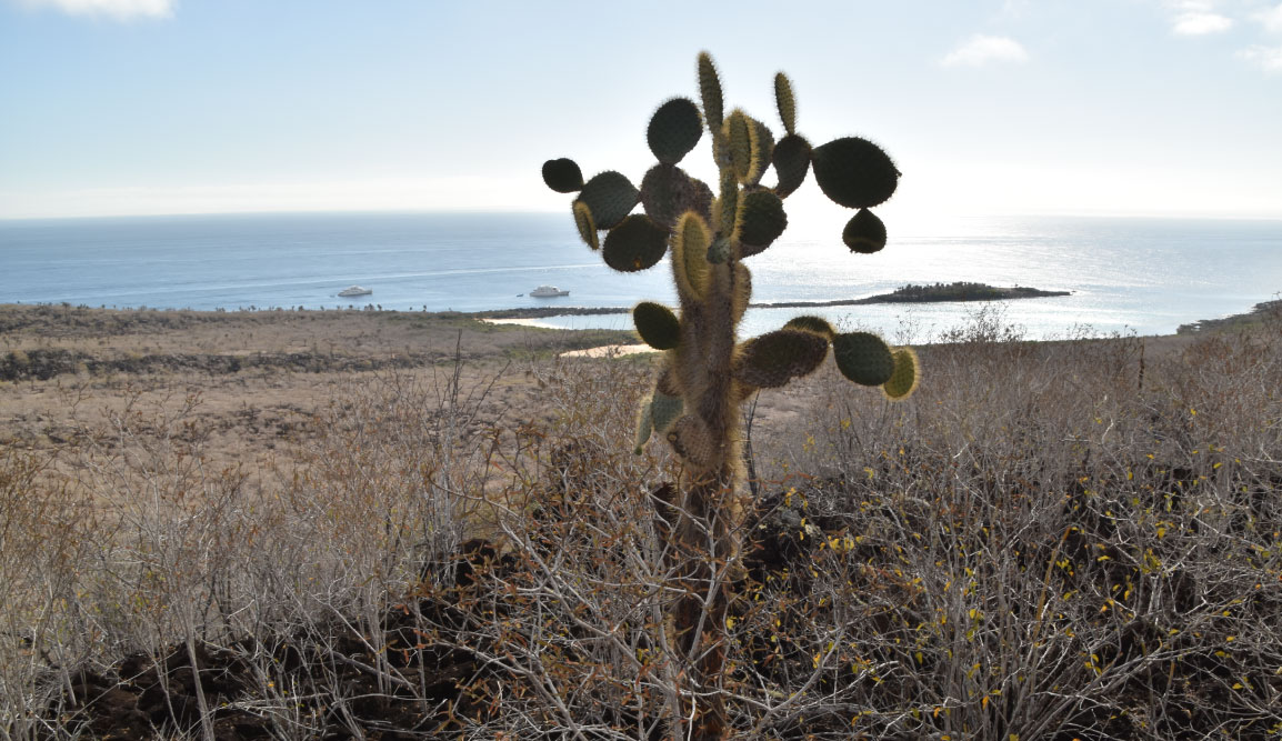 Santa Fe in Galapagos Island view of arid landscape and cactus