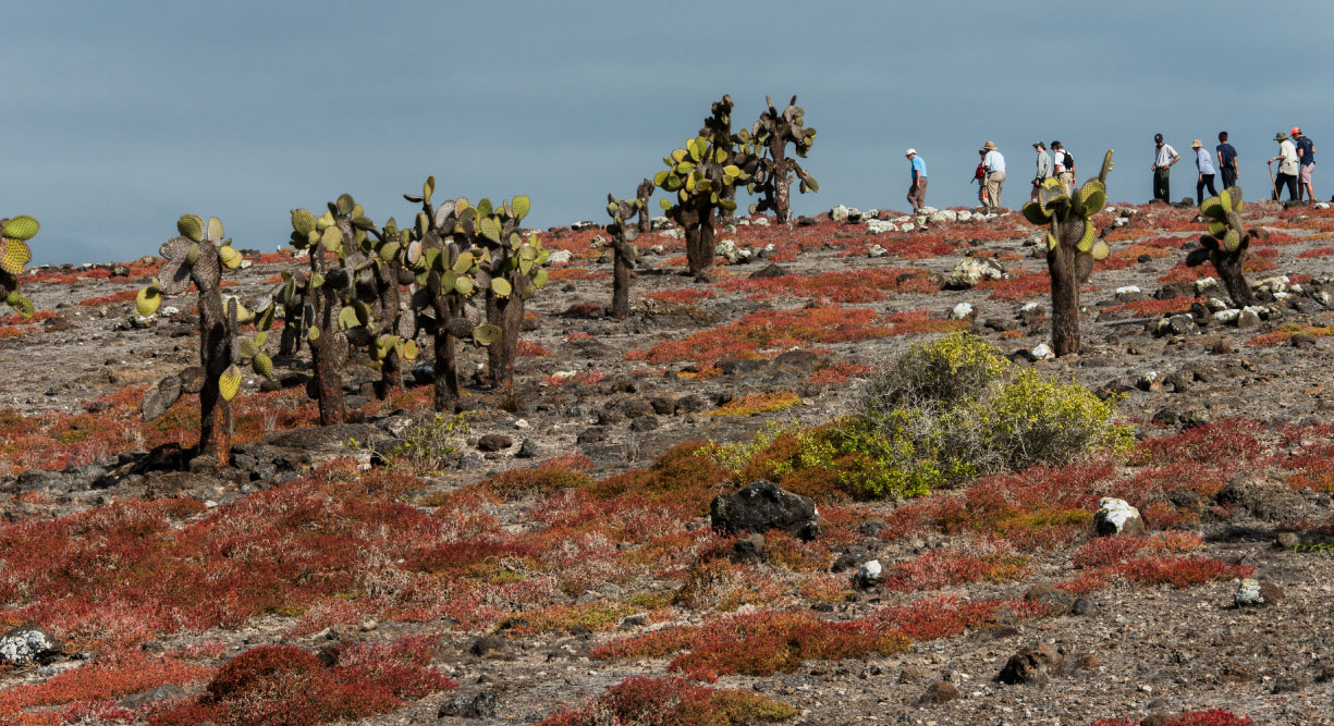 South Plaza in Galapagos Islands landscape with red plants and cactus in a sunny day