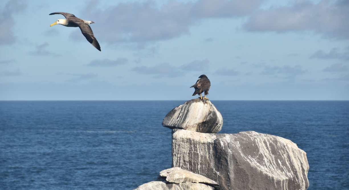 Suarez Point - Española in Galapagos Island view of a Galapagos Falcon and a albatros