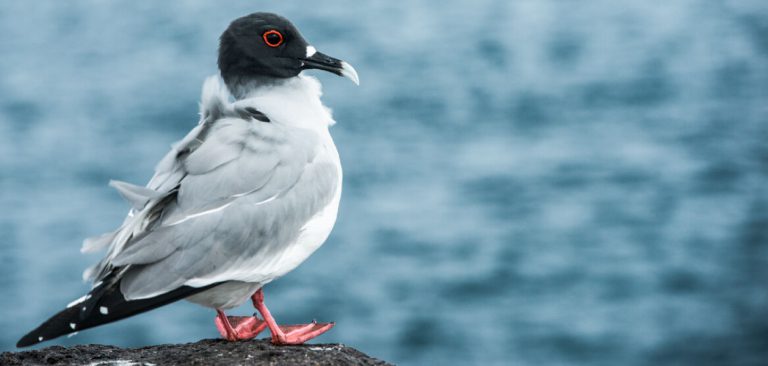 Swallow-tailed Gull with feathers raised with the wind in Galapagos Islands