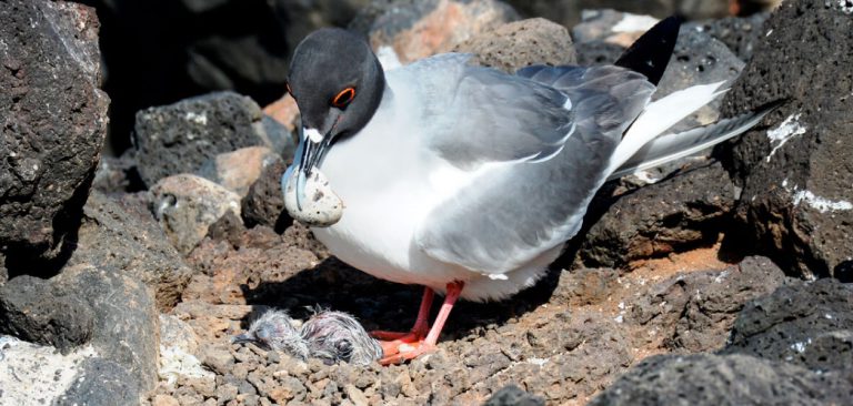 Swallow-tailed Gull with chick fresh out of the egg in Galapagos Islands