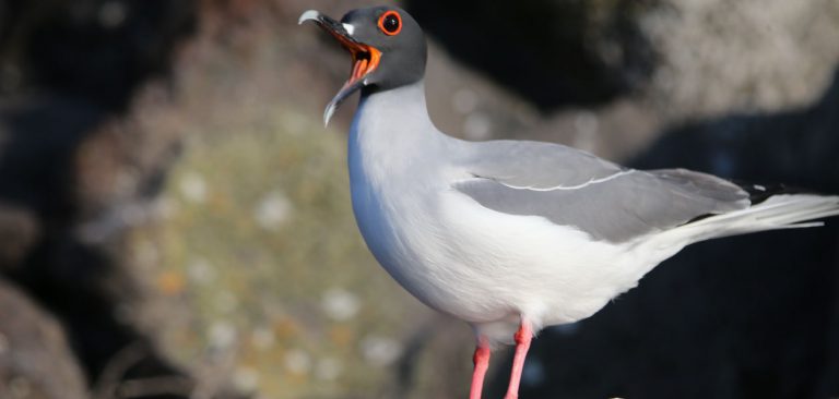 Swallow-tailed Gull chirping on a rock in Galapagos Islands