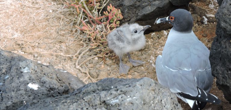 Swallow-tailed Gull in Galapagos Islands with a baby swallow tailed gull