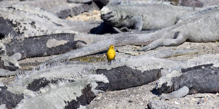 Galapagos Yellow Warbler