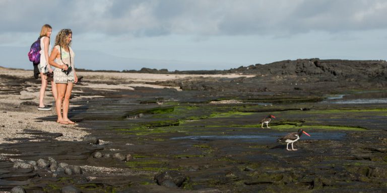 American Oystercatcher being watched by tourists in Galapagos - Ecuador
