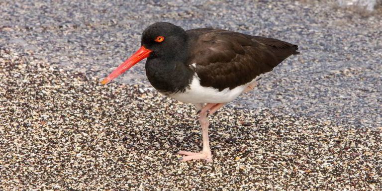 American Oystercatcher in Galapagos, South America