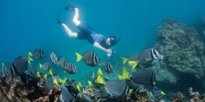 Yellowtailed Surgeonfish Galapagos - South America