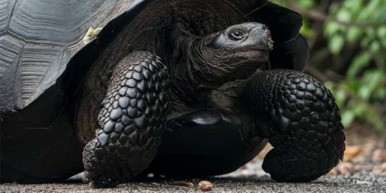 Galapagos Giant Tortoise (Geochelone vandenburgi) Urbina Bay Isabela Island, Galapagos