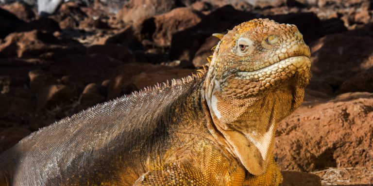 Land Iguana, close up in Galapagos Ecuador
