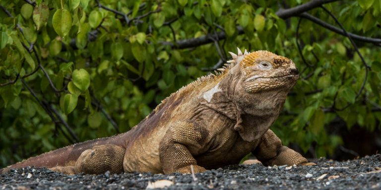 Land Iguana Galapagos - Ecuador