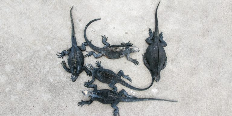 Marine Iguanas resting in the sand, Galapagos Islands