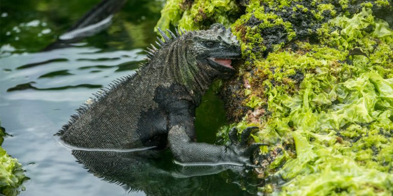 Marine Iguana eating algae, Galapagos - Ecuador