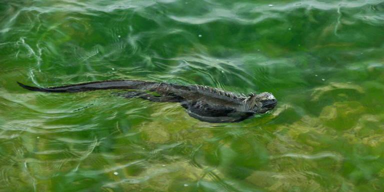 Marine Iguana swimming in Galapagos Islands - Ecuador