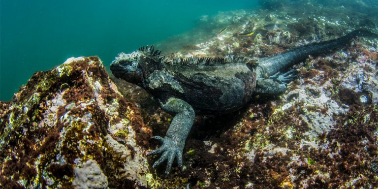 Marine Iguana underwater, Galapagos - Ecuador
